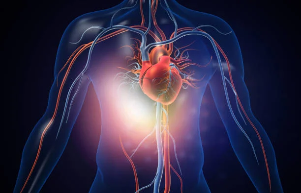Heart & Circulation