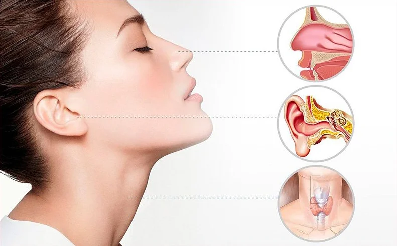 Ear, Nose & Throat